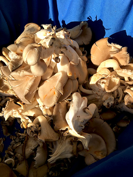 oyster_mushrooms