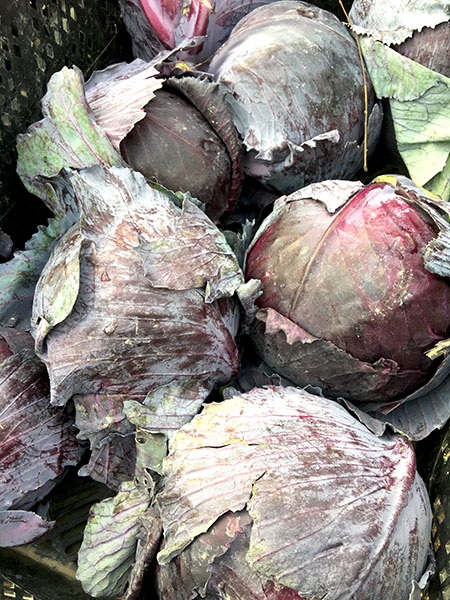 red_cabbage2