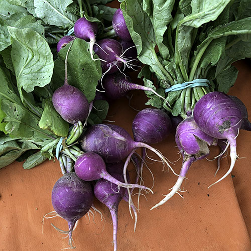 purple_radishes.jpg