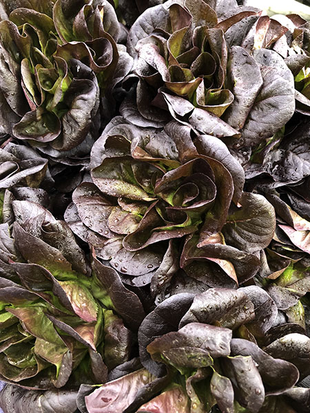 red_sal_lettuce.jpg